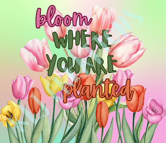 Bloom Where You Are Planted